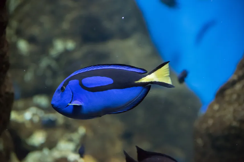 Blue Tang