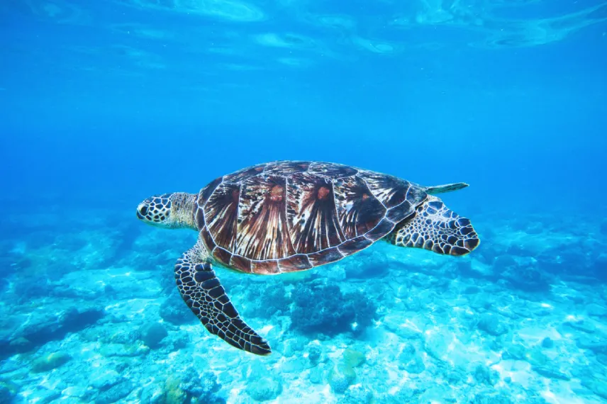 Hawksbill Turtle