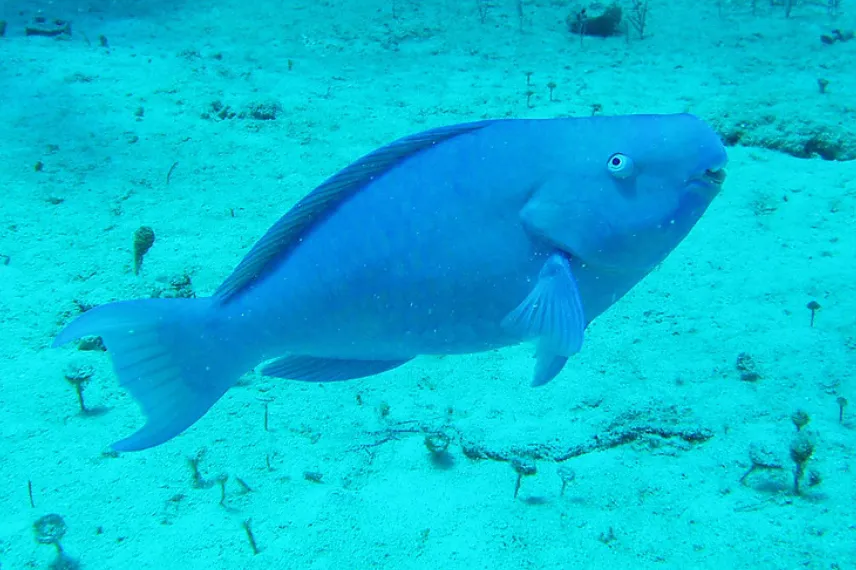 Parrotfish