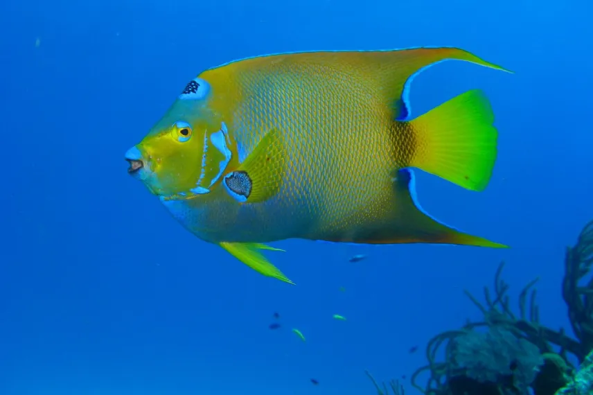 Queen Angelfish