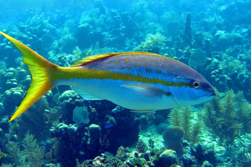 Yellowtail Snapper